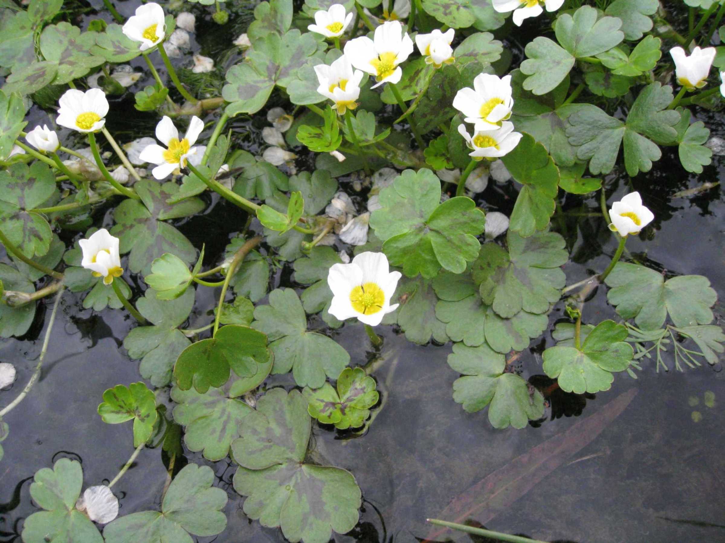 Ranunculus aquatilis